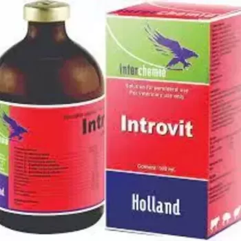 Інтровіт (Introvit), 100 мл, Interchemie